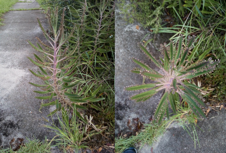 [Two photos spliced together. On the left is a side view of the plant. It has a main stem which is curved slightly as it grows upward from the ground. The stem is thick and brown, but all the leaves, which extend in a circular fashion from the stem, are green and thick as if they may be a type of cactus or aloe plant. On the right is a top-down view of the plant. The tiny flowers described in the prior photo are visible at the outer edges of all the leaves as tiny curly cues. ]
